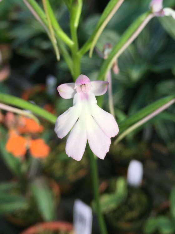 A white orchid in front of green foliage.